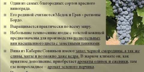 Ono po čemu se cabernet sauvignon razlikuje od ostalih sorti grožđa